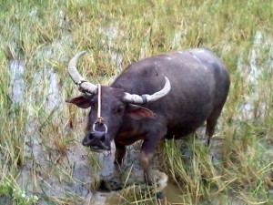 Carabao for sale