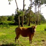Farm cow